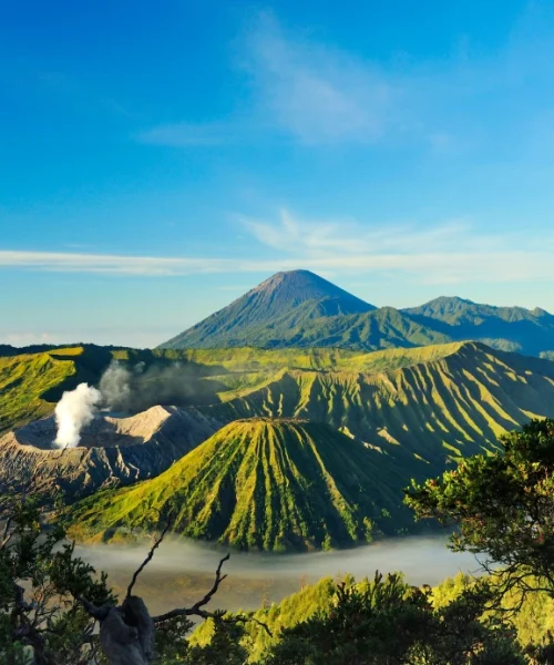 Jasa-Web-Murah-Tomasy-5-1.webp